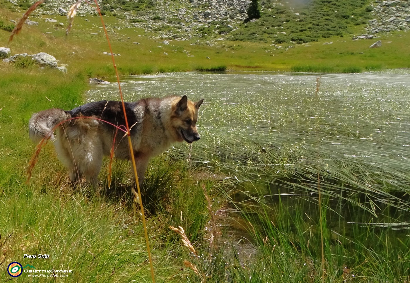 46  Al Lago piccolo (1986 m), ricoperto in parte da erbe acquatiche.JPG